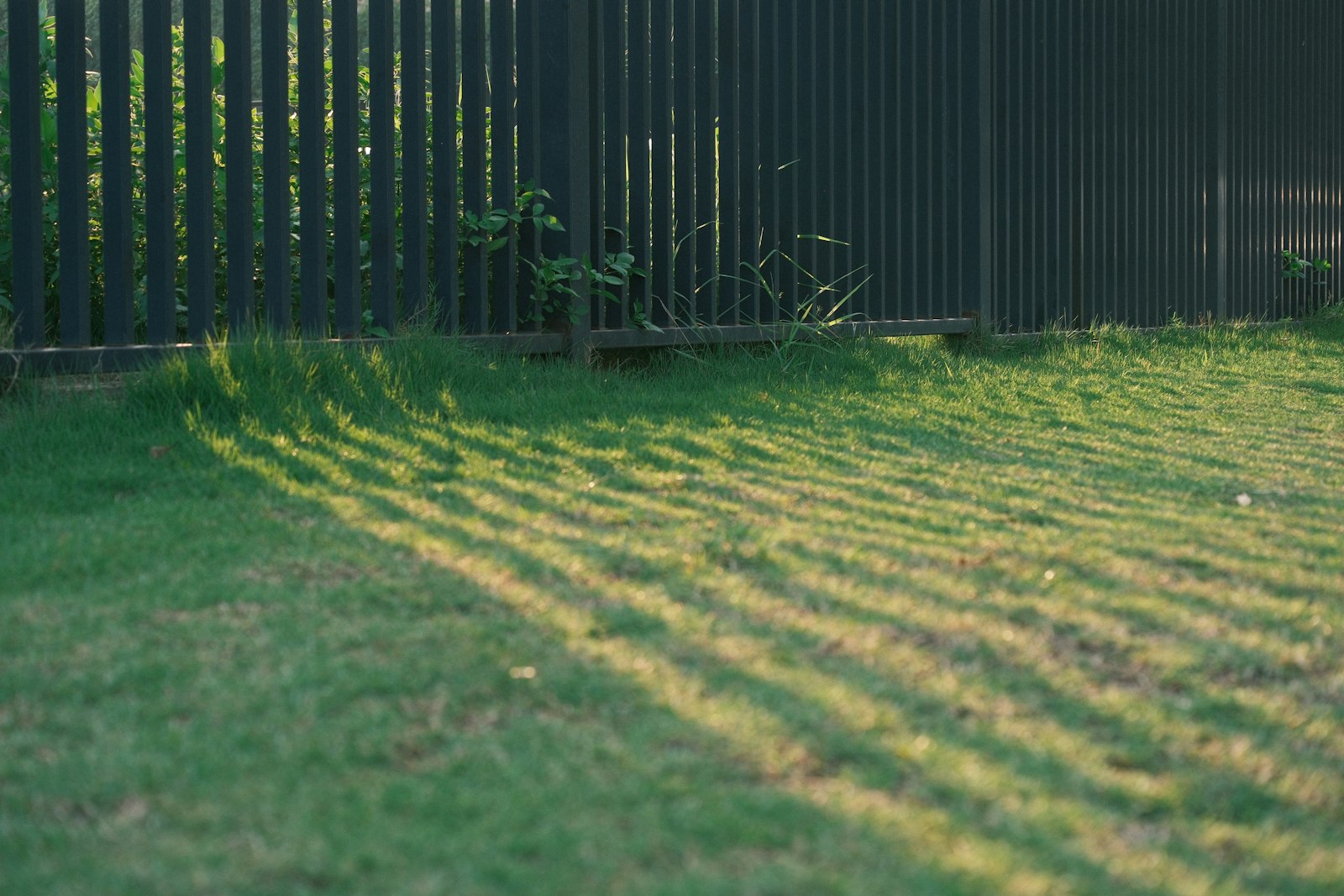Late-day sun casting stripes across a freshly mowed backyard along a wooden fence.